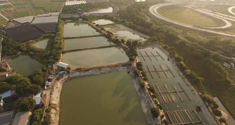 Guangdong Wulonggang Aquatic Science And Technology Development Co., Ltd.
