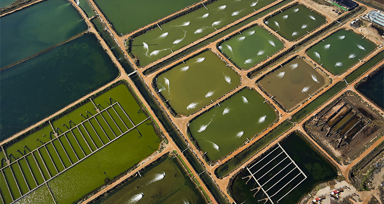 Guangdong Wulonggang Aquatic Science And Technology Development Co., Ltd.