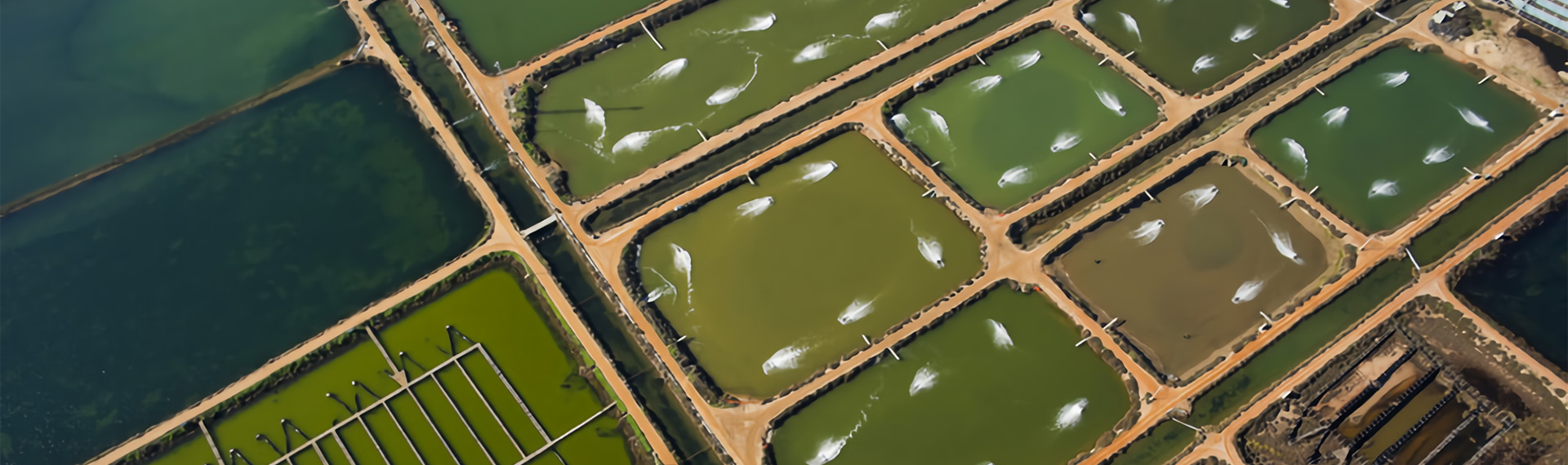 Guangdong Wulonggang Aquatic Science And Technology Development Co., Ltd.